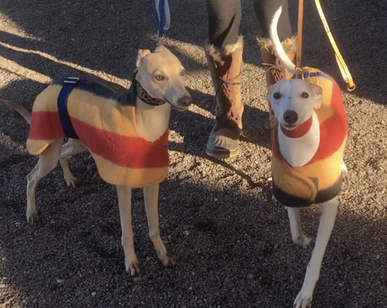 AIBU to wonder why so many dogs wear coats these days?