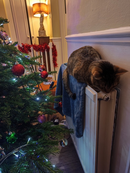 Tinsel, Glitter and Baubles - the Excellent Cats prepare to knock Everything off your Christmas Tree