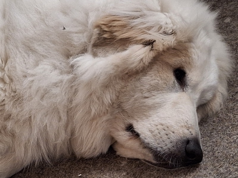 Adolescent Dog Survival Thread - Bark the Herald, furry angels sing!