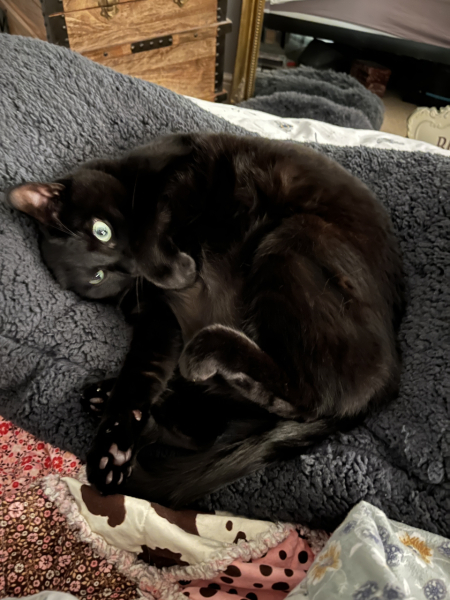 Tinsel, Glitter and Baubles - the Excellent Cats prepare to knock Everything off your Christmas Tree