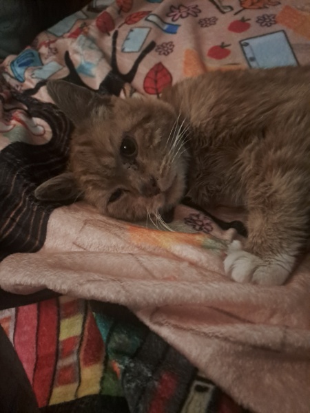 Dcat just not himself