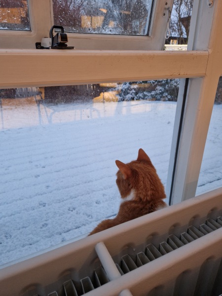 Tinsel, Glitter and Baubles - the Excellent Cats prepare to knock Everything off your Christmas Tree