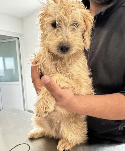What would your guesses be for the mixed breeds of this dog?