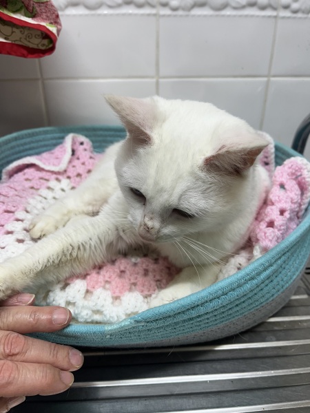 Thread 13 Starmer - facts are for lefties