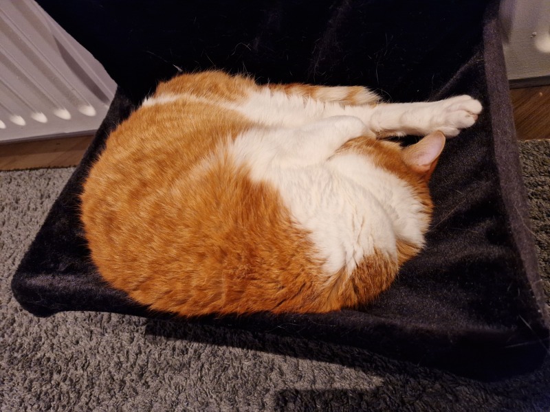 Tinsel, Glitter and Baubles - the Excellent Cats prepare to knock Everything off your Christmas Tree