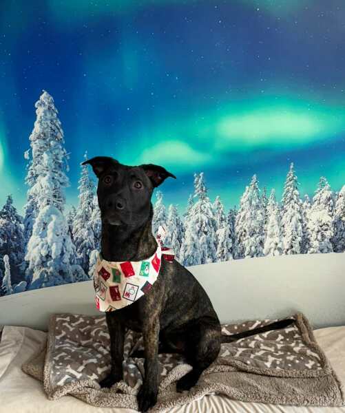 Christmas dog of the month: Share your festive dog photos & win a £100 prize bundle!