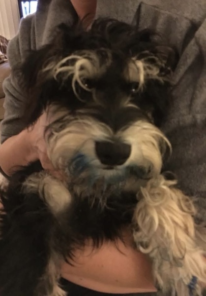 This bloody dog will be the death of me
