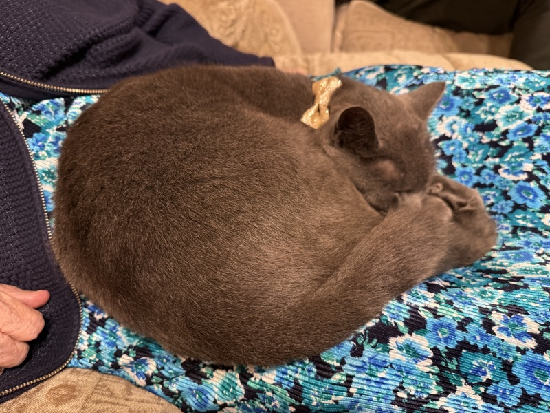 Tinsel, Glitter and Baubles - the Excellent Cats prepare to knock Everything off your Christmas Tree