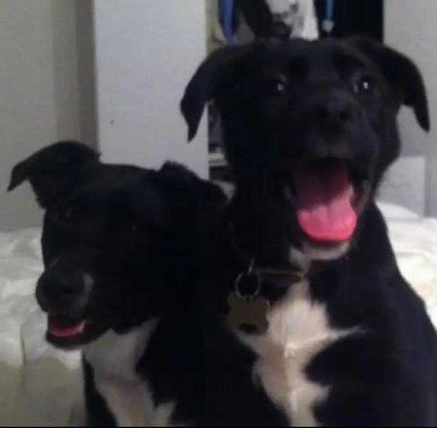 Puppy Survival Thread for New and Old Pups - here comes winter 2024