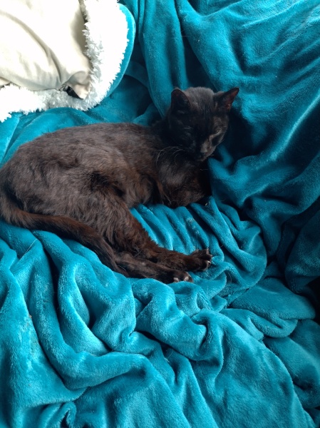 Tinsel, Glitter and Baubles - the Excellent Cats prepare to knock Everything off your Christmas Tree