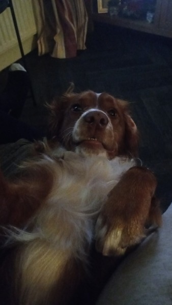 Adolescent Dog Survival Thread - Bark the Herald, furry angels sing!