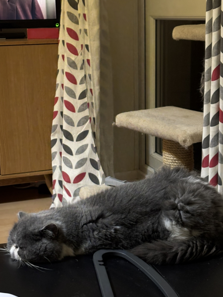 Tinsel, Glitter and Baubles - the Excellent Cats prepare to knock Everything off your Christmas Tree