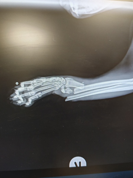 My cat has broken her foreleg :'(