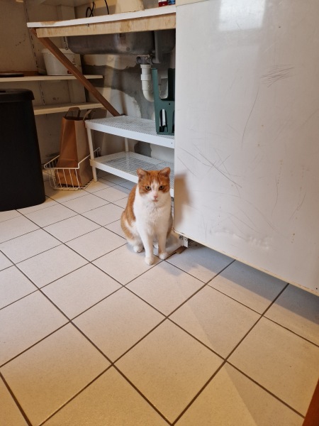 Tinsel, Glitter and Baubles - the Excellent Cats prepare to knock Everything off your Christmas Tree