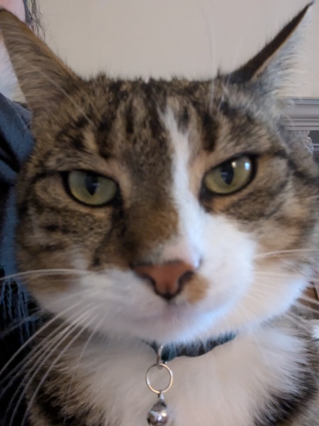 Is it normal to have a preferred cat