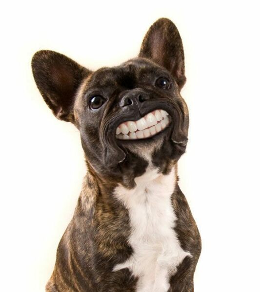 What's the worst thing your dog has ever eaten?