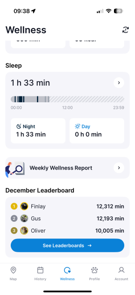 Tinsel, Glitter and Baubles - the Excellent Cats prepare to knock Everything off your Christmas Tree