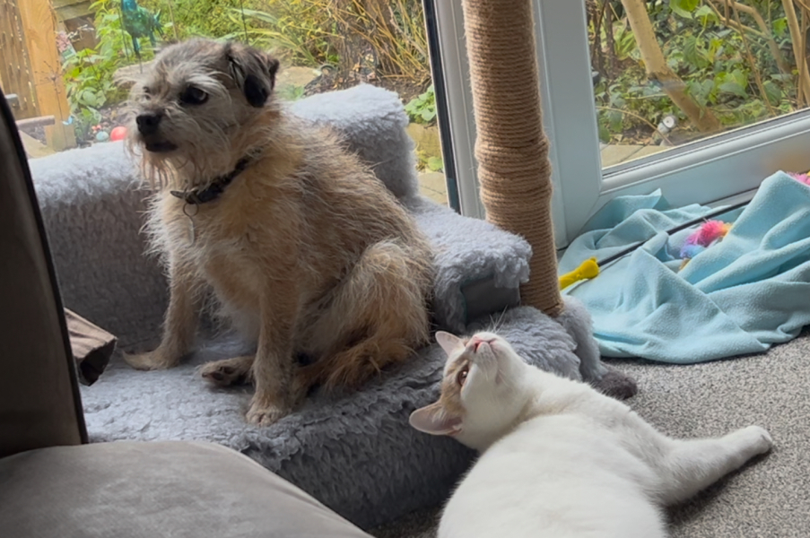 How do I break it to the cat that the dog is just not that into him?