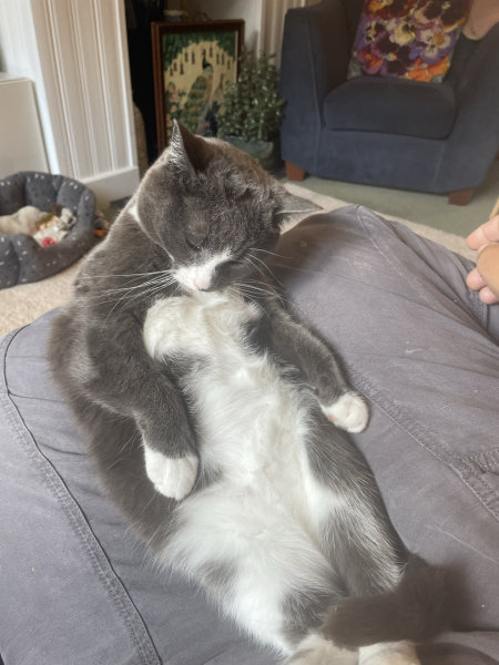 Bit of reassurance for my new rescue cat