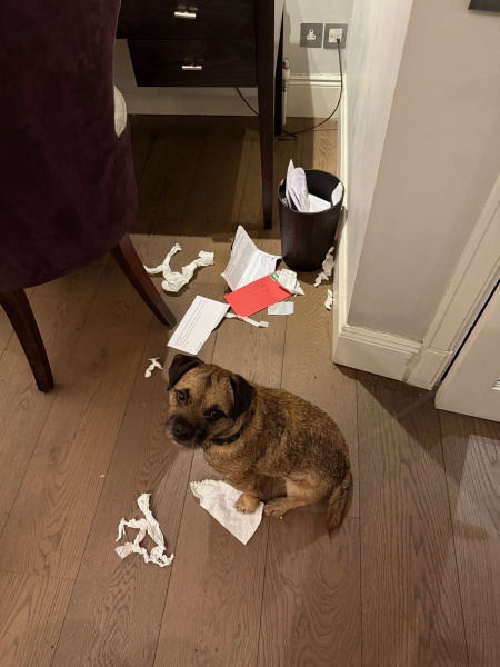 Which rooms have a bin in your home?
