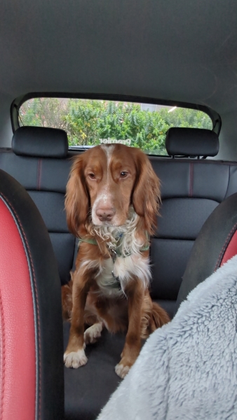 Adolescent Dog Survival Thread - Bark the Herald, furry angels sing!