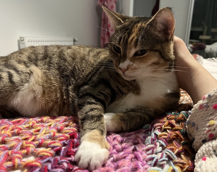 Tinsel, Glitter and Baubles - the Excellent Cats prepare to knock Everything off your Christmas Tree