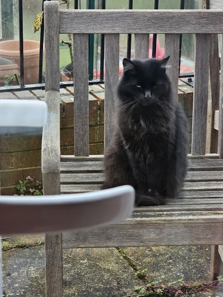 Tinsel, Glitter and Baubles - the Excellent Cats prepare to knock Everything off your Christmas Tree