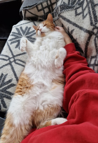 Tinsel, Glitter and Baubles - the Excellent Cats prepare to knock Everything off your Christmas Tree