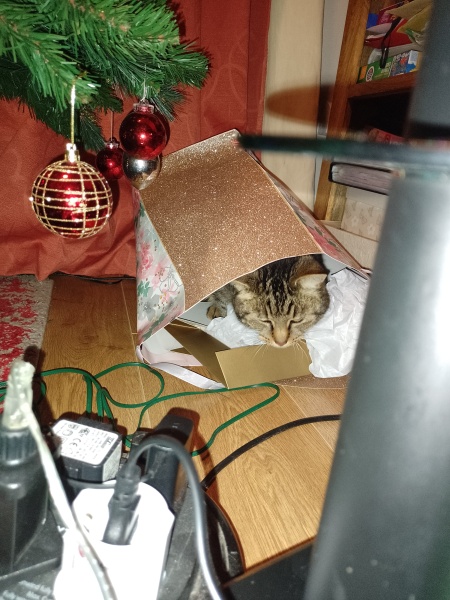 Ring Out, Wild Bells! As 2025 approaches, the Excellent Cats raise their game with a discussion on Tennyson's poetry