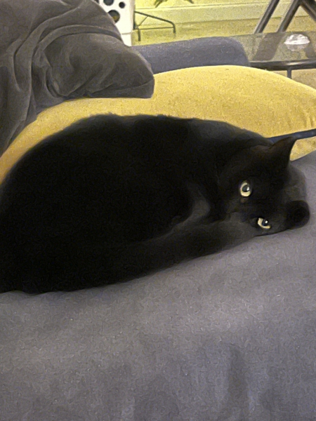 Kitten’s coat has very unusual traits