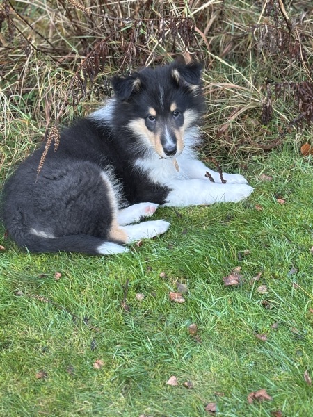 2025 is our year for getting a dog. But what breed and from where?