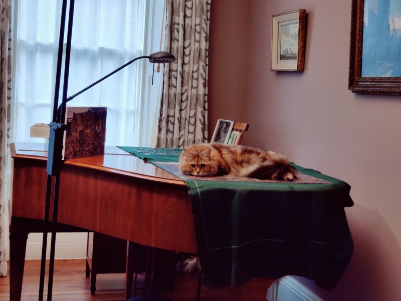 What perfectly ordinary places have you found your cat?