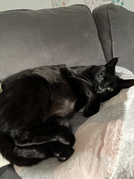 Tinsel, Glitter and Baubles - the Excellent Cats prepare to knock Everything off your Christmas Tree