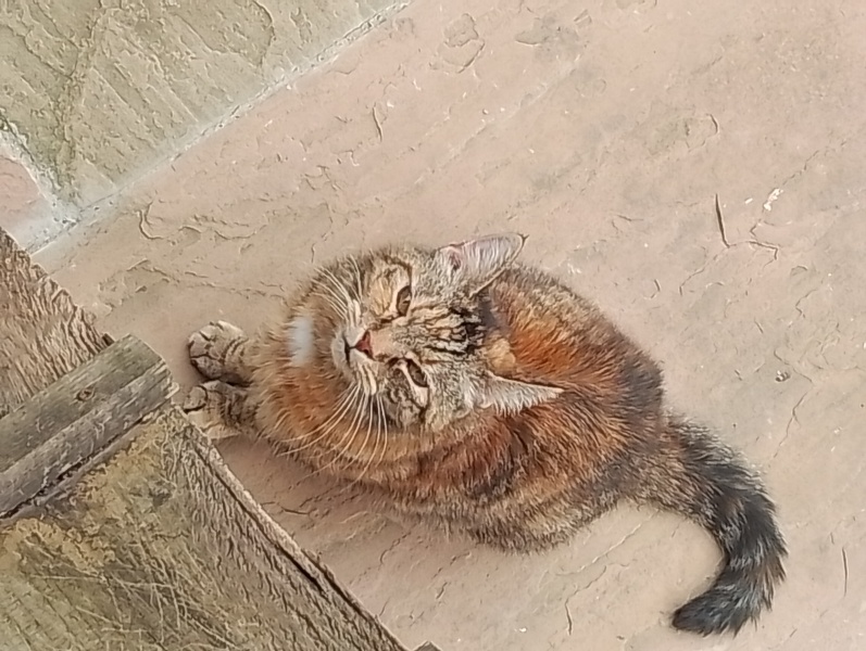 How to stop cat/kitten from scratching cushions, sofa etc?