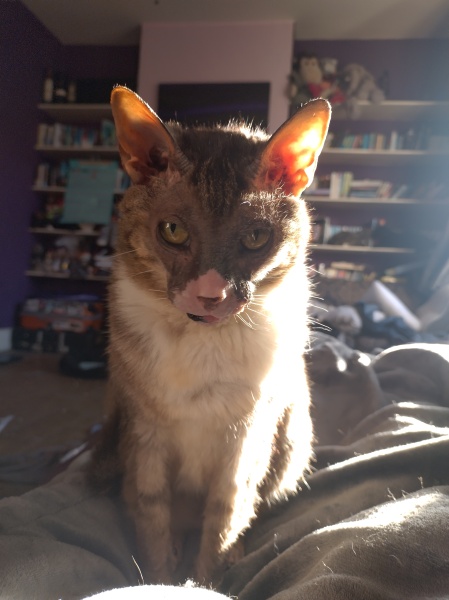 Tinsel, Glitter and Baubles - the Excellent Cats prepare to knock Everything off your Christmas Tree