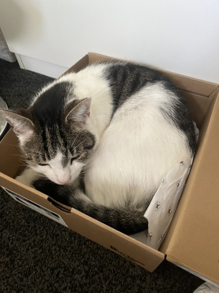What perfectly ordinary places have you found your cat?