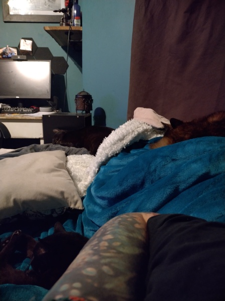 Tinsel, Glitter and Baubles - the Excellent Cats prepare to knock Everything off your Christmas Tree