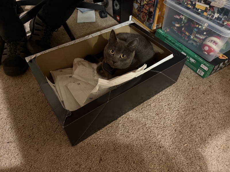 Tinsel, Glitter and Baubles - the Excellent Cats prepare to knock Everything off your Christmas Tree