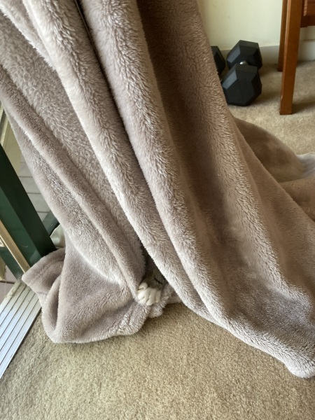 Ring Out, Wild Bells! As 2025 approaches, the Excellent Cats raise their game with a discussion on Tennyson's poetry