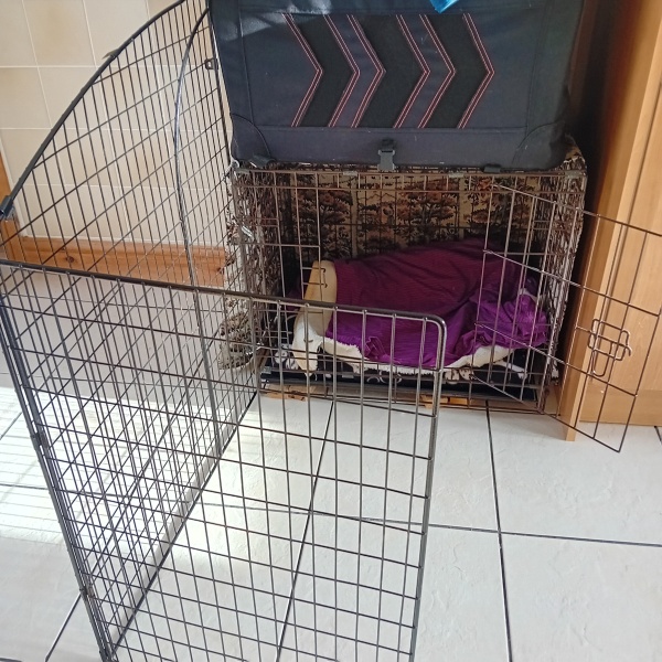 If you have crate trained a pup and did so on a carpeted surface ...