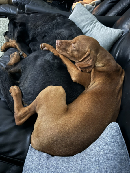Can I see pictures of your pets?