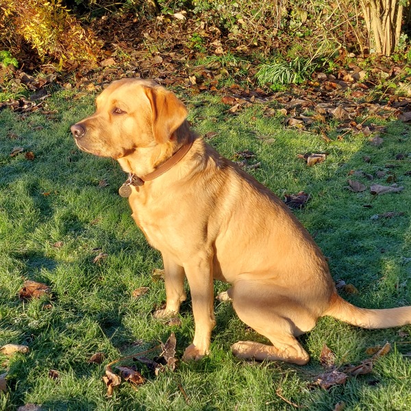 teaching a dog to settle