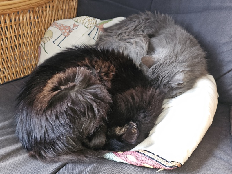 Tinsel, Glitter and Baubles - the Excellent Cats prepare to knock Everything off your Christmas Tree