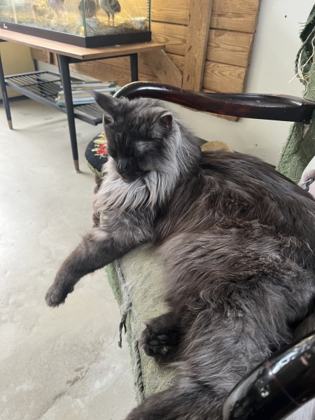 What perfectly ordinary places have you found your cat?
