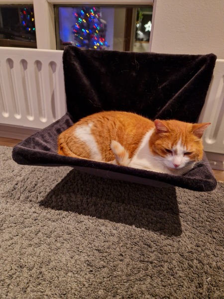 Tinsel, Glitter and Baubles - the Excellent Cats prepare to knock Everything off your Christmas Tree