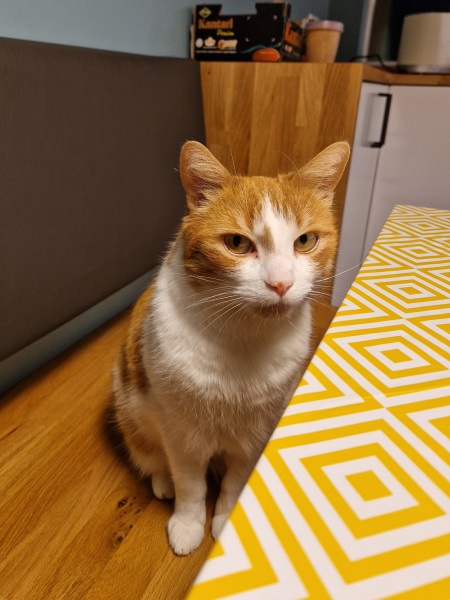 Tinsel, Glitter and Baubles - the Excellent Cats prepare to knock Everything off your Christmas Tree