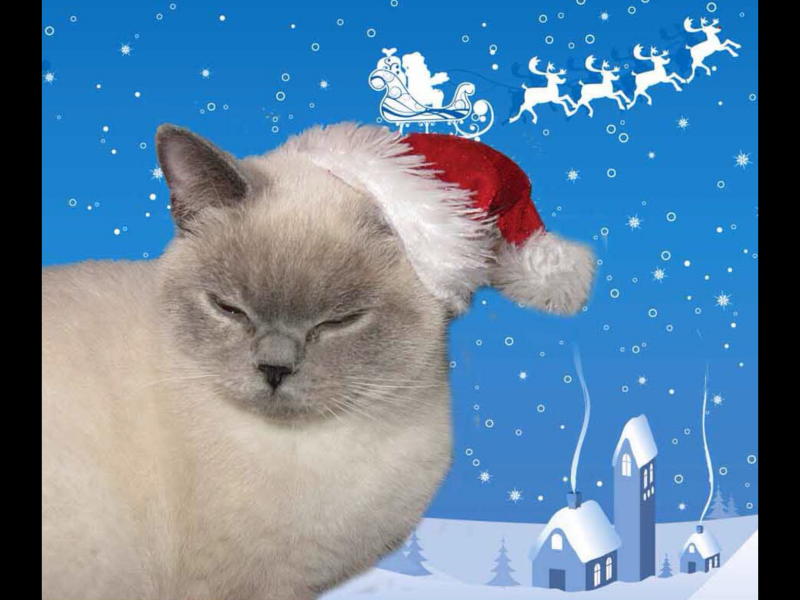 Who wants to see a cat in a hat?