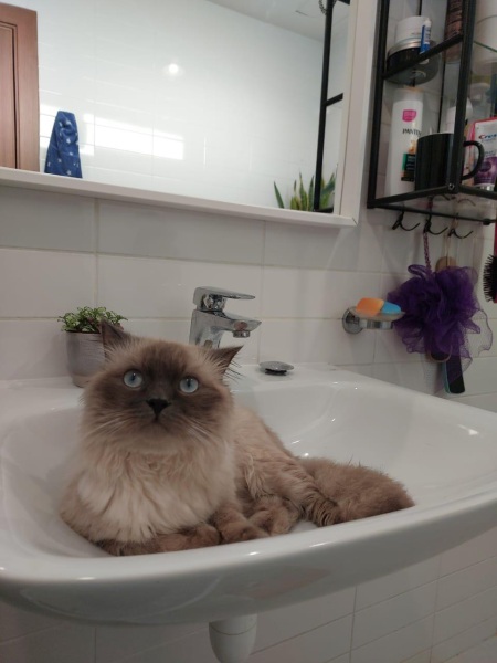 What breed is my cat?