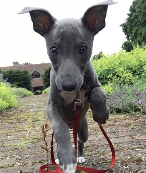 Whippet puppy - wisdom needed please