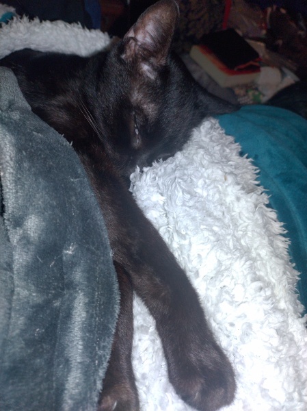 Tinsel, Glitter and Baubles - the Excellent Cats prepare to knock Everything off your Christmas Tree